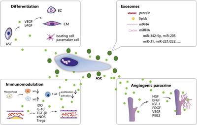 Application of adipose-derived stem cells in ischemic heart disease: theory, potency, and advantage